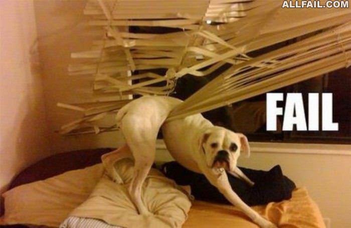 failure dog