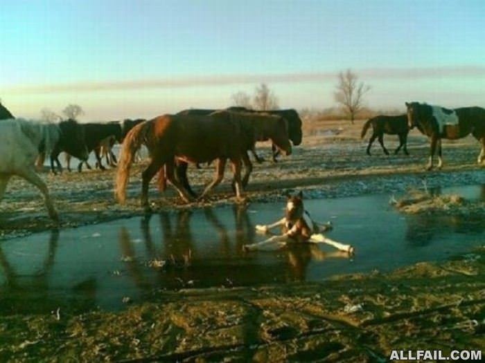 horse on the ice