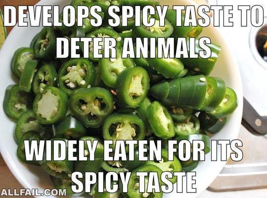 jalapenos