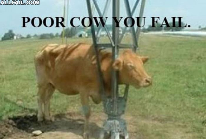 the fail cow