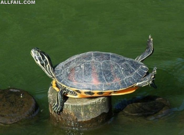 turtle failure