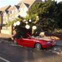 Funnyfailpics-tree Fell On It